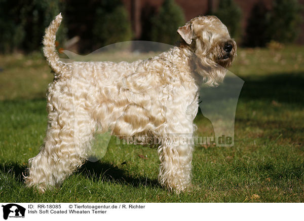 Irish Soft Coated Wheaten Terrier / RR-18085
