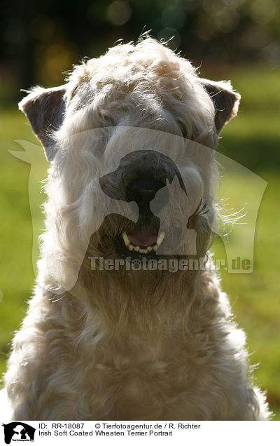 Irish Soft Coated Wheaten Terrier Portrait / RR-18087