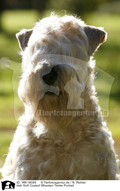 Irish Soft Coated Wheaten Terrier Portrait / RR-18089