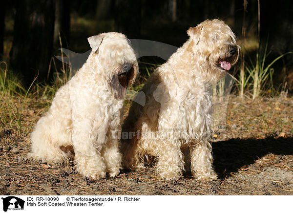 Irish Soft Coated Wheaten Terrier / Irish Soft Coated Wheaten Terrier / RR-18090