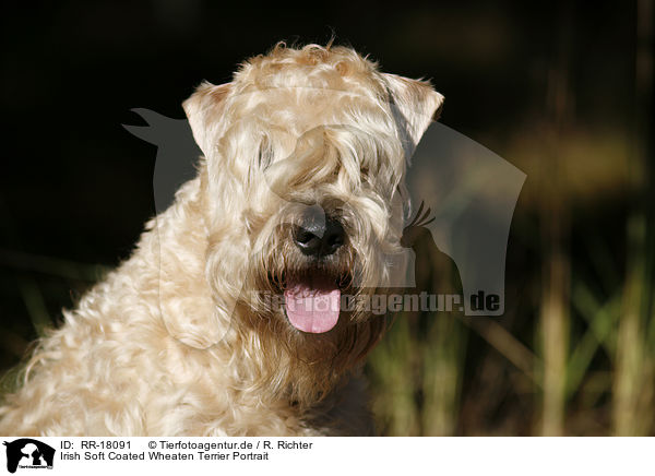 Irish Soft Coated Wheaten Terrier Portrait / RR-18091
