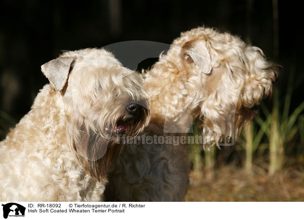 Irish Soft Coated Wheaten Terrier Portrait / RR-18092