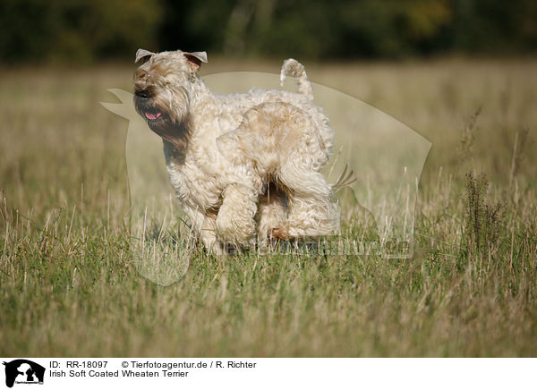 Irish Soft Coated Wheaten Terrier / RR-18097