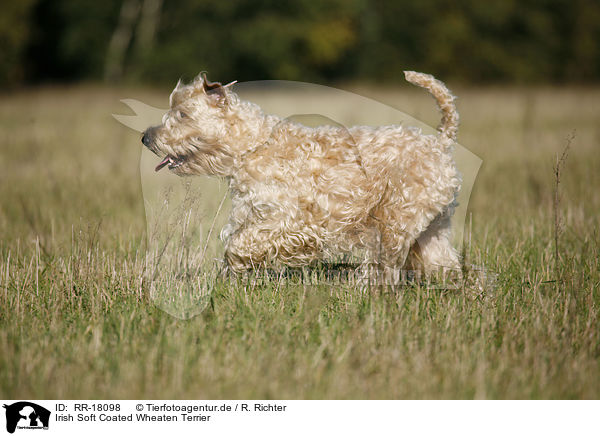 Irish Soft Coated Wheaten Terrier / Irish Soft Coated Wheaten Terrier / RR-18098