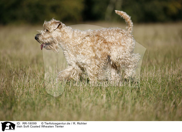 Irish Soft Coated Wheaten Terrier / RR-18099
