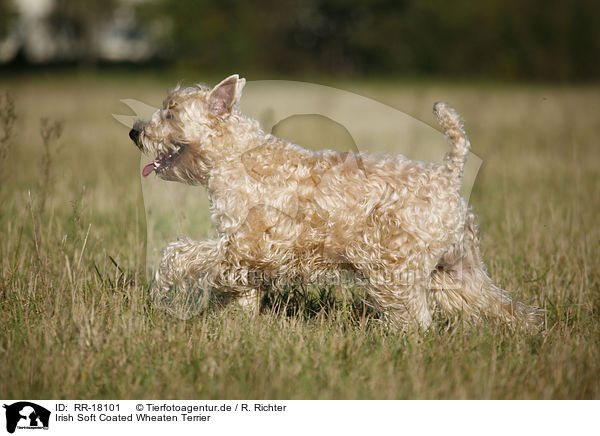 Irish Soft Coated Wheaten Terrier / RR-18101