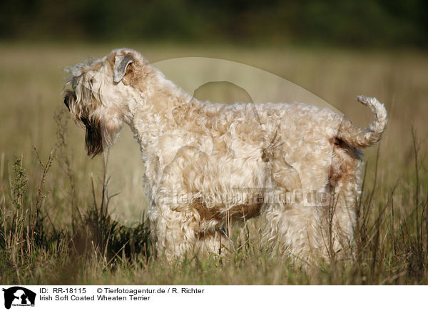 Irish Soft Coated Wheaten Terrier / Irish Soft Coated Wheaten Terrier / RR-18115