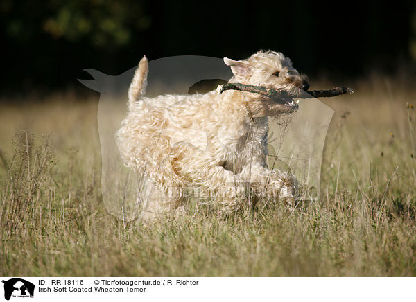 Irish Soft Coated Wheaten Terrier / Irish Soft Coated Wheaten Terrier / RR-18116