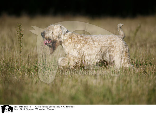 Irish Soft Coated Wheaten Terrier / Irish Soft Coated Wheaten Terrier / RR-18117