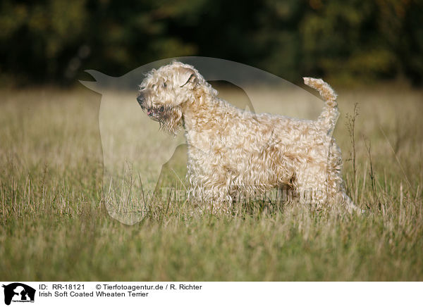 Irish Soft Coated Wheaten Terrier / Irish Soft Coated Wheaten Terrier / RR-18121