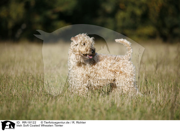 Irish Soft Coated Wheaten Terrier / Irish Soft Coated Wheaten Terrier / RR-18122