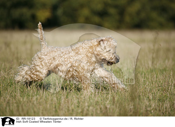 Irish Soft Coated Wheaten Terrier / Irish Soft Coated Wheaten Terrier / RR-18123