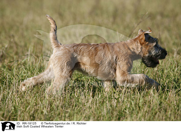 Irish Soft Coated Wheaten Terrier / RR-18125