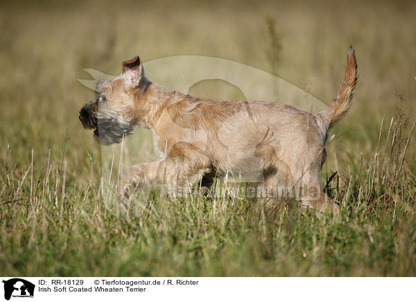 Irish Soft Coated Wheaten Terrier / Irish Soft Coated Wheaten Terrier / RR-18129