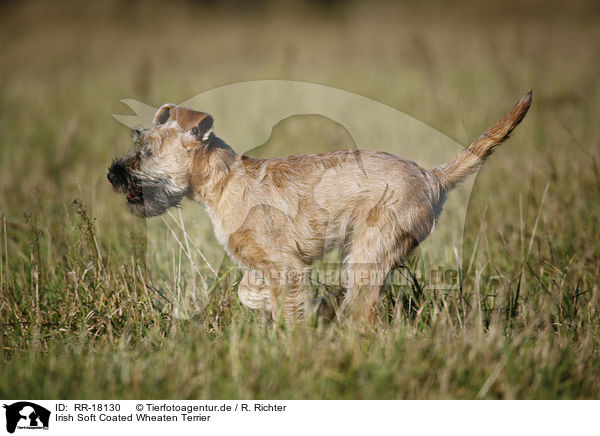 Irish Soft Coated Wheaten Terrier / Irish Soft Coated Wheaten Terrier / RR-18130