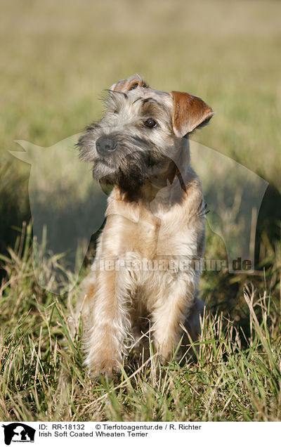 Irish Soft Coated Wheaten Terrier / RR-18132