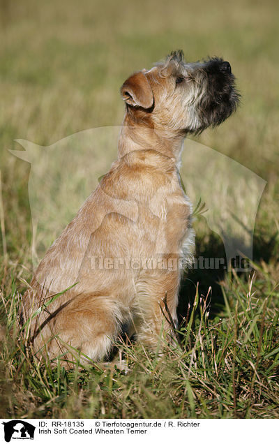 Irish Soft Coated Wheaten Terrier / Irish Soft Coated Wheaten Terrier / RR-18135