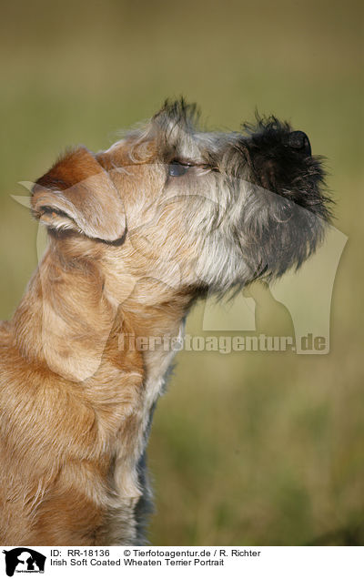 Irish Soft Coated Wheaten Terrier Portrait / RR-18136