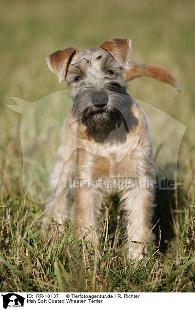Irish Soft Coated Wheaten Terrier / Irish Soft Coated Wheaten Terrier / RR-18137