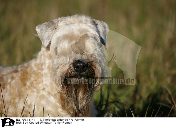 Irish Soft Coated Wheaten Terrier Portrait / Irish Soft Coated Wheaten Terrier Portrait / RR-18141