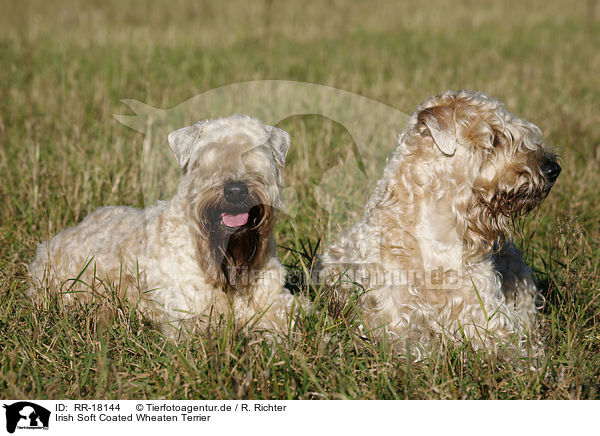 Irish Soft Coated Wheaten Terrier / RR-18144