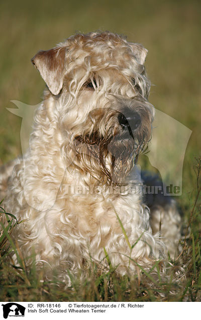 Irish Soft Coated Wheaten Terrier / Irish Soft Coated Wheaten Terrier / RR-18146