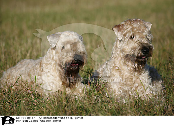 Irish Soft Coated Wheaten Terrier / RR-18147