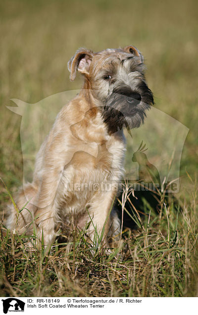 Irish Soft Coated Wheaten Terrier / Irish Soft Coated Wheaten Terrier / RR-18149