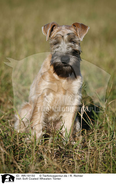 Irish Soft Coated Wheaten Terrier / Irish Soft Coated Wheaten Terrier / RR-18150