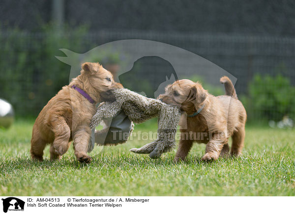 Irish Soft Coated Wheaten Terrier Welpen / Irish Soft Coated Wheaten Terrier Puppies / AM-04513