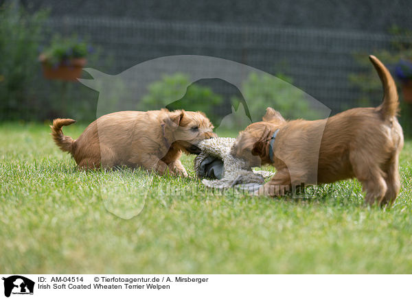Irish Soft Coated Wheaten Terrier Welpen / Irish Soft Coated Wheaten Terrier Puppies / AM-04514