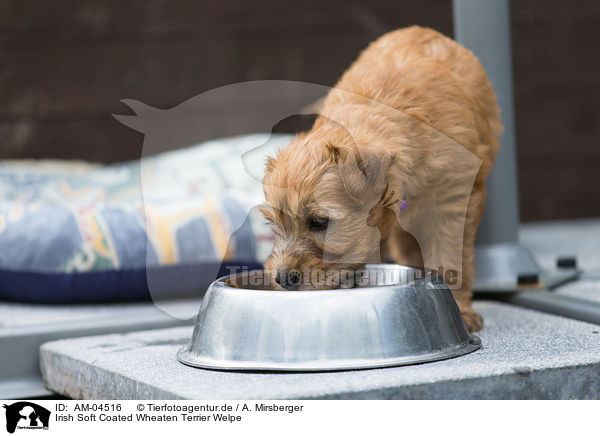Irish Soft Coated Wheaten Terrier Welpe / Irish Soft Coated Wheaten Terrier Puppy / AM-04516