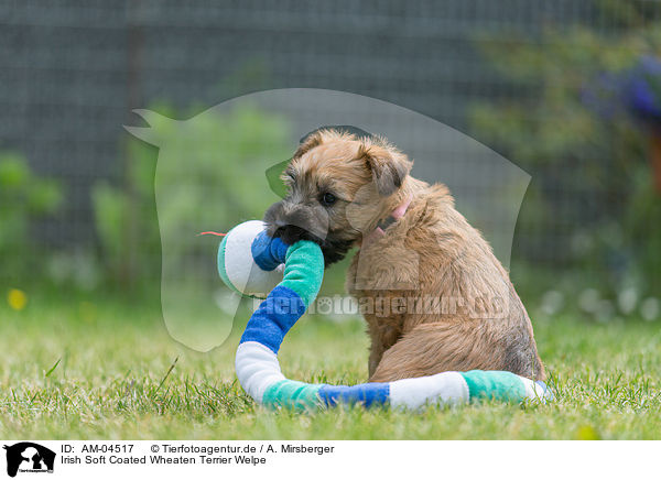 Irish Soft Coated Wheaten Terrier Welpe / AM-04517