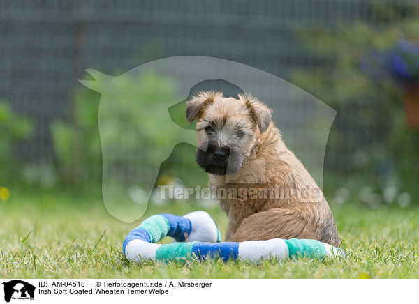 Irish Soft Coated Wheaten Terrier Welpe / AM-04518