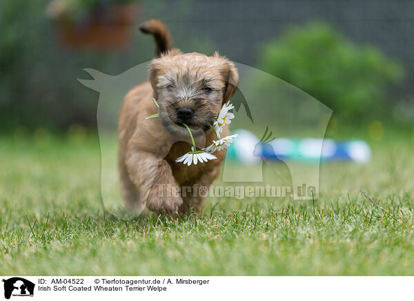 Irish Soft Coated Wheaten Terrier Welpe / AM-04522