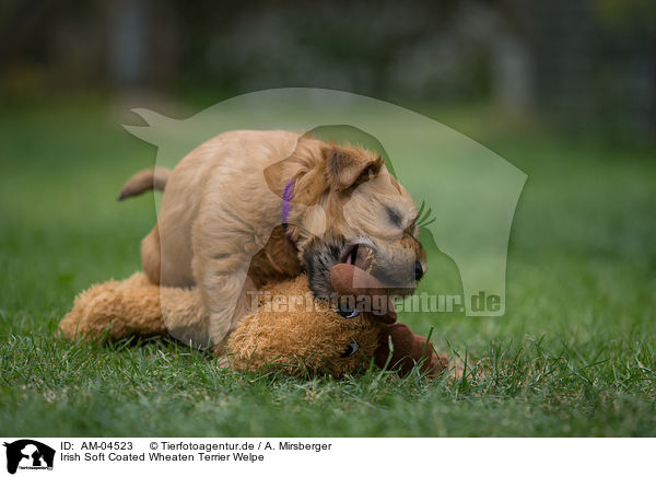 Irish Soft Coated Wheaten Terrier Welpe / AM-04523