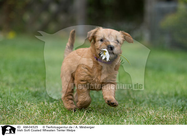 Irish Soft Coated Wheaten Terrier Welpe / Irish Soft Coated Wheaten Terrier Puppy / AM-04525
