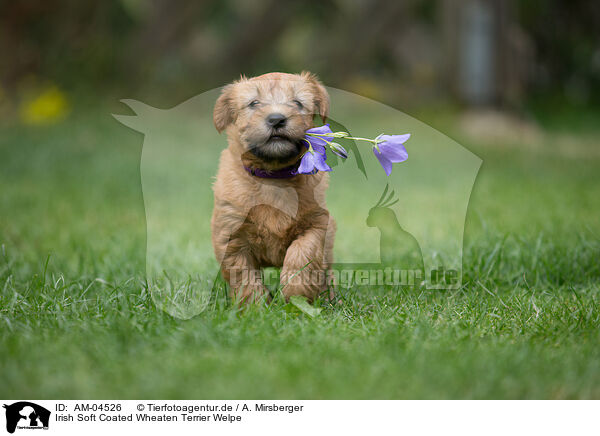 Irish Soft Coated Wheaten Terrier Welpe / AM-04526