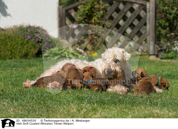 Irish Soft Coated Wheaten Terrier Welpen / Irish Soft Coated Wheaten Terrier Puppies / AM-04530