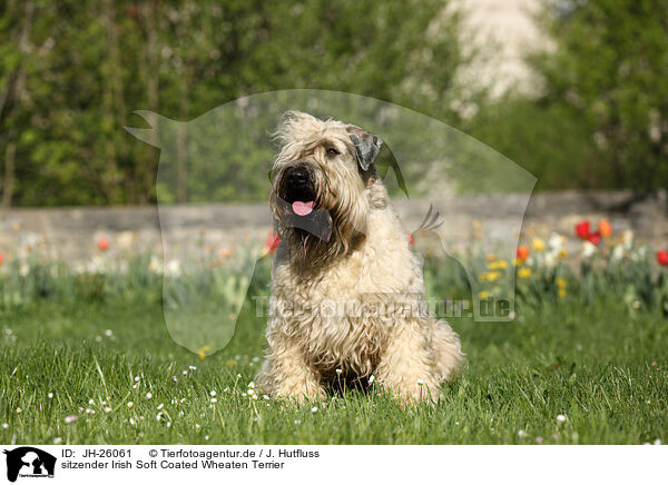 sitzender Irish Soft Coated Wheaten Terrier / JH-26061