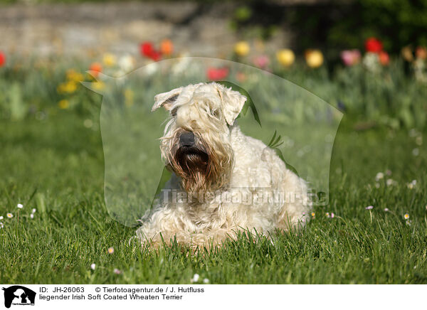 liegender Irish Soft Coated Wheaten Terrier / JH-26063