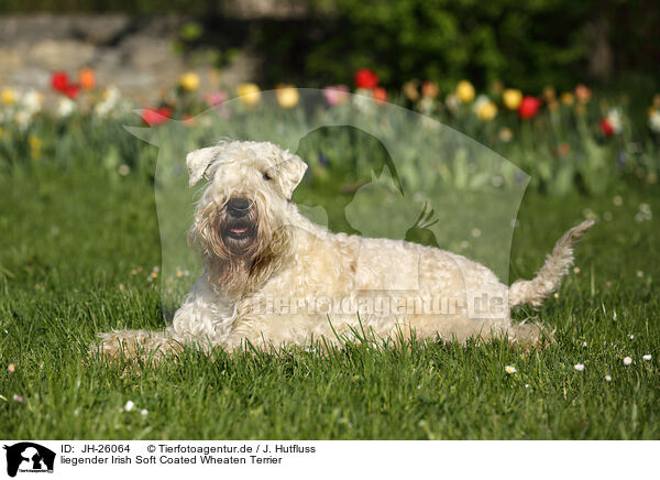 liegender Irish Soft Coated Wheaten Terrier / JH-26064