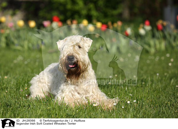 liegender Irish Soft Coated Wheaten Terrier / JH-26066