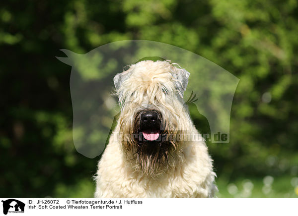 Irish Soft Coated Wheaten Terrier Portrait / JH-26072