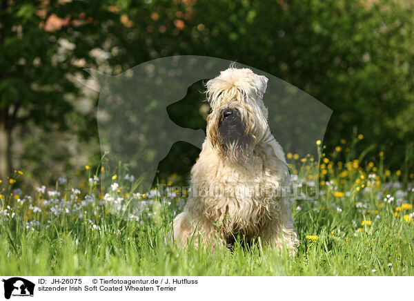 sitzender Irish Soft Coated Wheaten Terrier / JH-26075