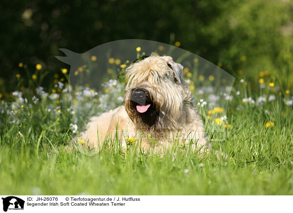 liegender Irish Soft Coated Wheaten Terrier / JH-26076