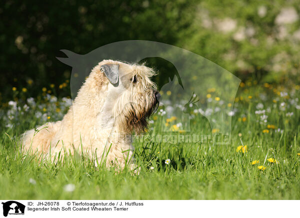 liegender Irish Soft Coated Wheaten Terrier / JH-26078
