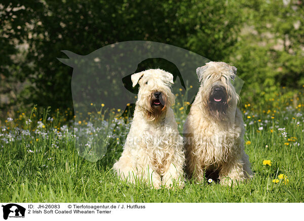 2 Irish Soft Coated Wheaten Terrier / JH-26083