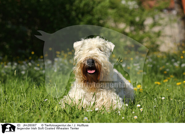 liegender Irish Soft Coated Wheaten Terrier / lying Irish Soft Coated Wheaten Terrier / JH-26087