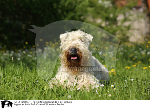liegender Irish Soft Coated Wheaten Terrier / JH-26087